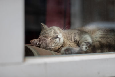 Cat sleeping on window