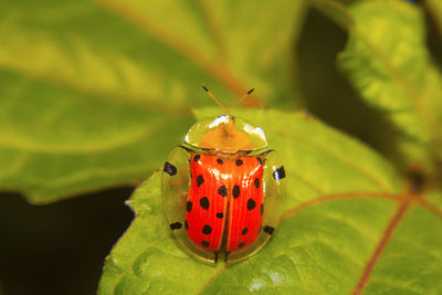 Close-up of ladybug on leaf