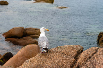 Seagull on rocks at coastline