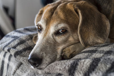 Close-up of an old beagle dog lying down