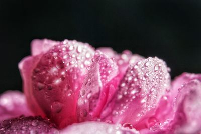 Close-up of wet pink flower against black background