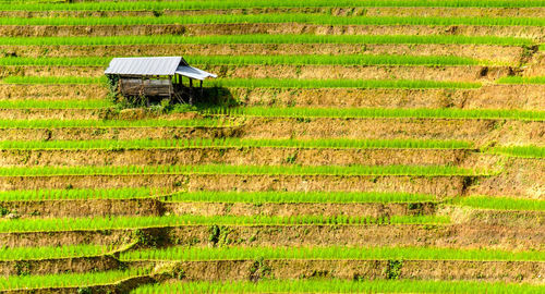 High angle view of agricultural field