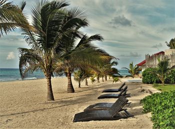 Palm trees on beach against sky