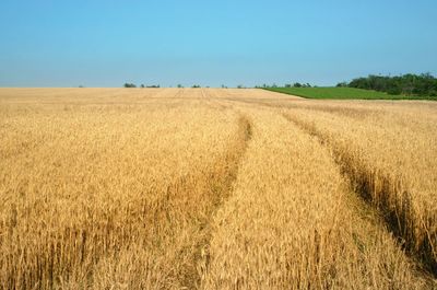 Scenic view of agricultural field against sky