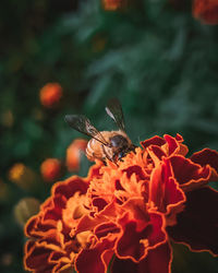 Close-up of honey bee  pollinating on flower