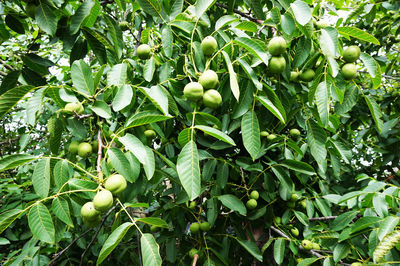 Close-up of fruits growing on tree