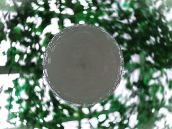 Close-up of crystal ball hanging on tree