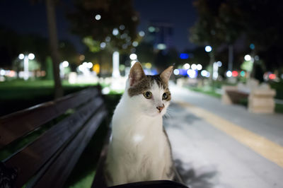 Close-up of cat on road