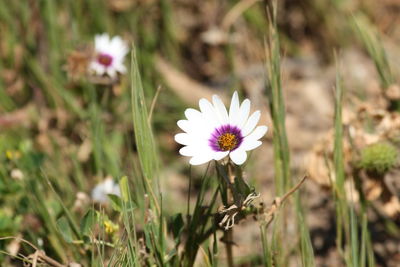 Close-up of purple flowering plant on field