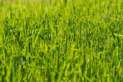 Full frame shot of crops on field
