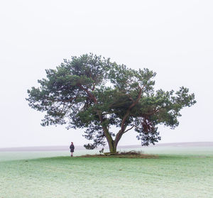 Tree on field against clear sky