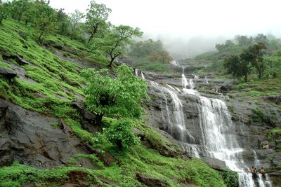 Scenic view of waterfall in forest