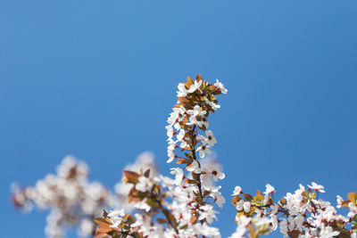 Low angle view of cherry blossom against blue sky