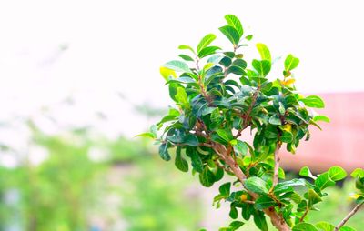 Close-up of fresh green leaves