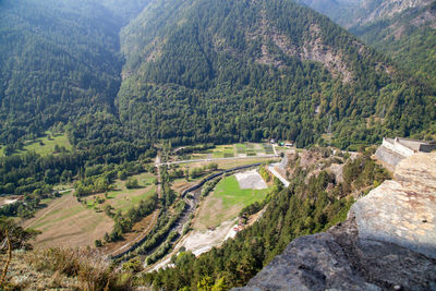 High angle view of pine trees on mountain