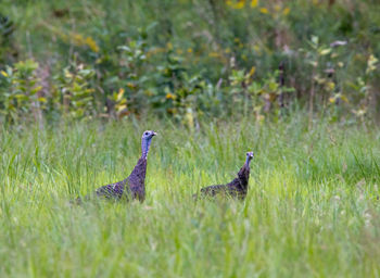 Two birds on grass