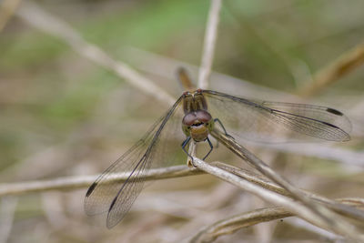 Close-up of damselfly on leaf