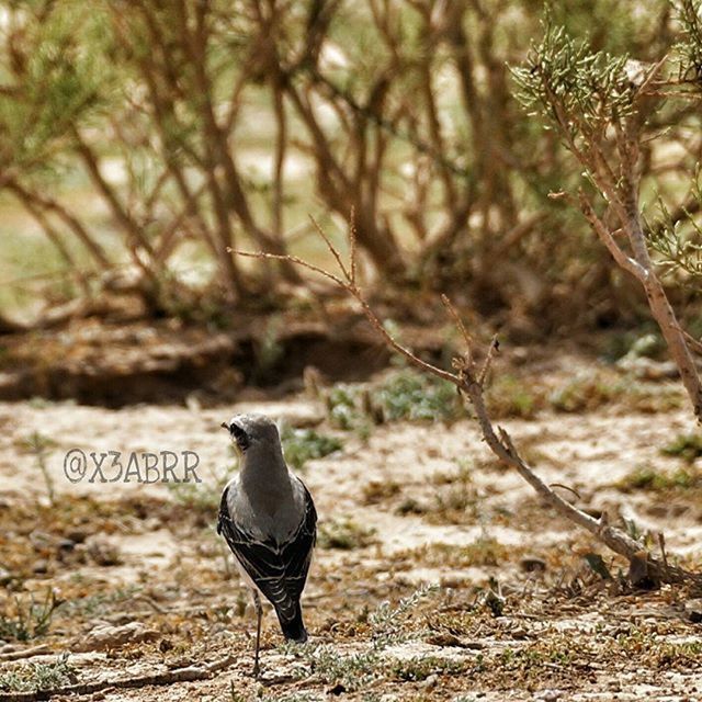 animal themes, one animal, animals in the wild, tree, focus on foreground, bird, forest, wildlife, full length, nature, field, standing, day, branch, side view, outdoors, tree trunk, one person, plant, rear view