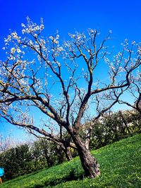 Tree branch against blue sky