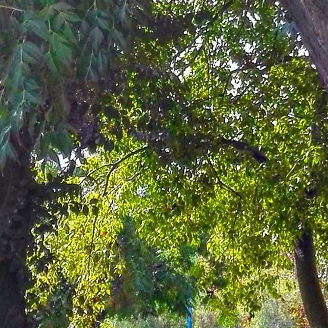 tree, growth, branch, green color, leaf, tree trunk, nature, forest, tranquility, low angle view, lush foliage, beauty in nature, plant, sunlight, day, outdoors, green, no people, growing, tranquil scene