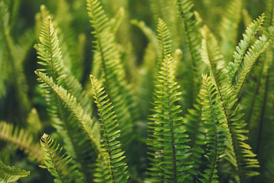 Close-up of fern leaves