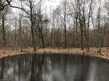 Bare trees by lake in forest