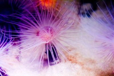 Close-up of sea anemone
