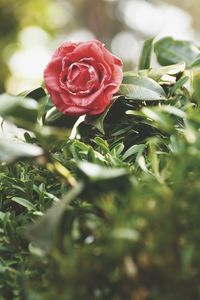 Close-up of red rose