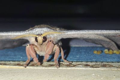 Close-up of monkey on the street