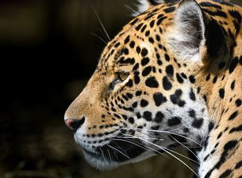 Close-up of a leopard