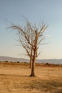Old tree in desert 
