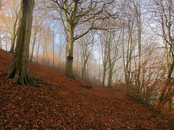 Trees in forest during autumn