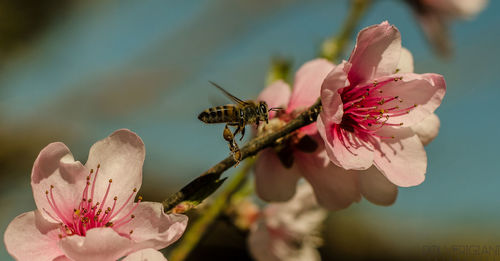 Close-up of butterfly on pink flower