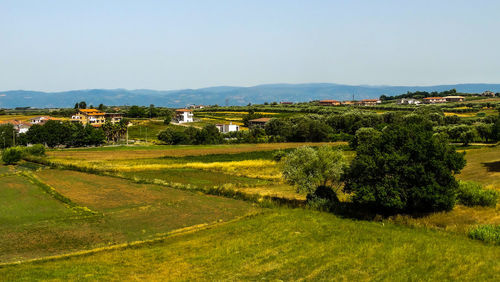 Scenic view of agricultural field against clear sky