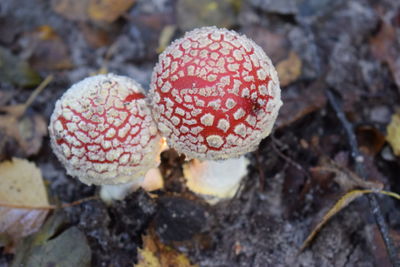 Close-up of fly agaric mushroom