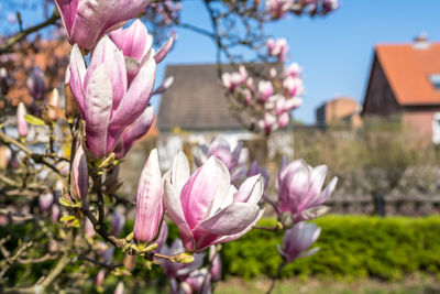 Close-up of pink flowering plant