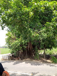 Trees by plants in city