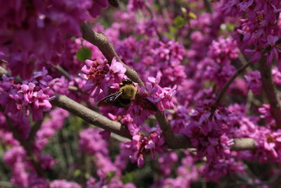 Close-up of bee pollinating on pink flower