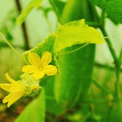 Close-up of yellow flowering plant