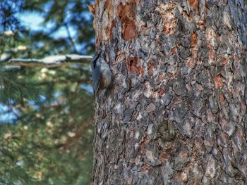 Close-up of tree trunk in forest