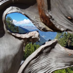 Close-up of tree trunk against sky