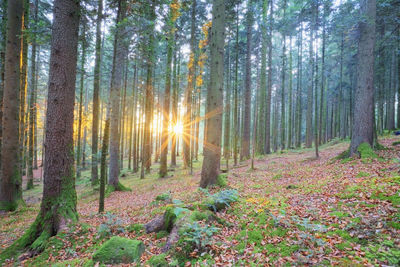 Sunlight streaming through trees in forest