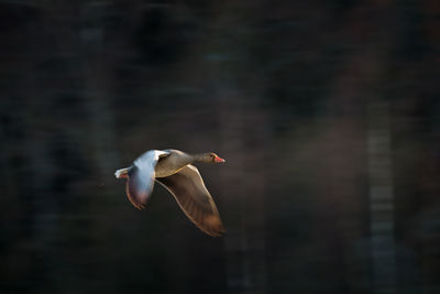 Close-up of bird flying over water