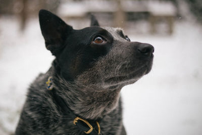 Close-up portrait of black dog in winter
