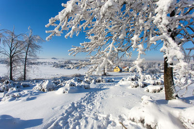 Snow covered plants and trees against sky