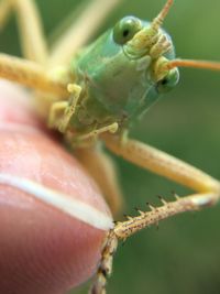 Close-up of grasshopper