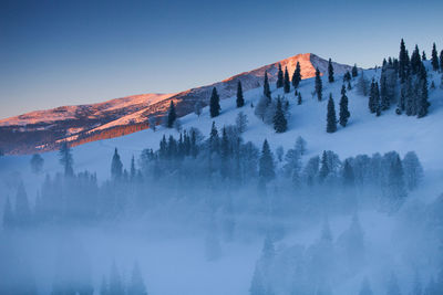 Panoramic view of trees in forest against clear sky