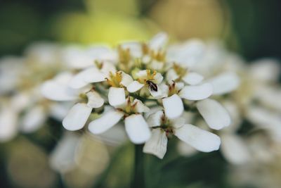 Close-up of white flowering plant