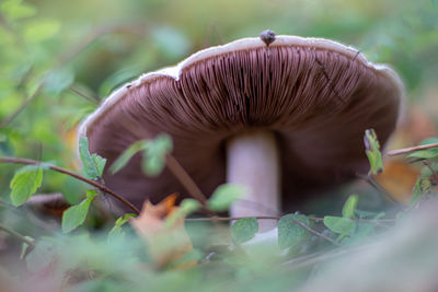 Close-up of mushroom growing on land