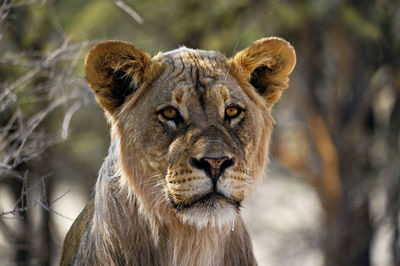 Close-up of lioness